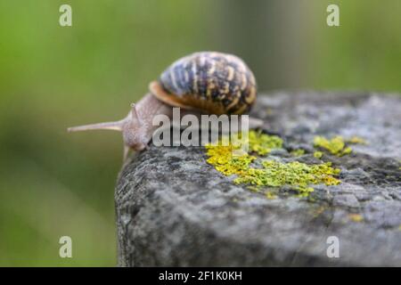 Snail on a log in the forest Stock Photo