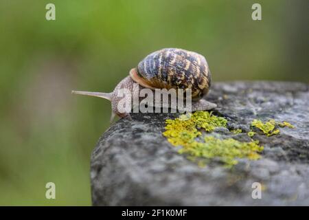 Snail on a log in the forest Stock Photo