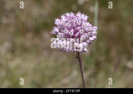 Field hose, Ajo perro Allium ampeloprasum Stock Photo