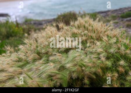 Wildflowers blowing in the wind Stock Photo
