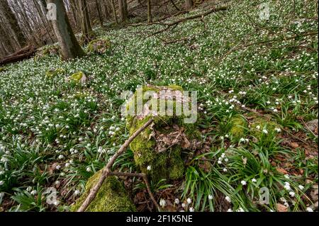 wild growing spring snowflakes (german Märzenbecher, lat. Leucojum vernum) in a forest in Switzerland Stock Photo