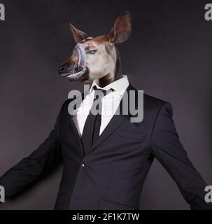 Okapi head in a black suit, isolated on black Stock Photo