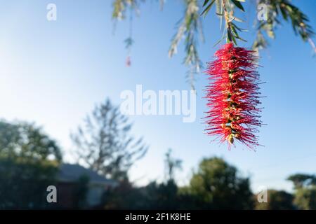 Close-up of bright red Bottlebrush flowers with thin, delicate petals ...