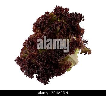 red lettuce isolated on white background Stock Photo