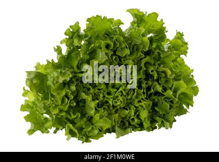oak lettuce isolated on white background Stock Photo