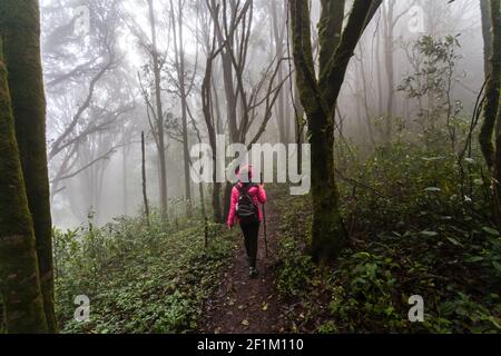 Young woman wearing hardshell waterproof pink jacket, trekking shoes and backpack exploring stunning autumn foggy forest in mountains - nature lovers, Stock Photo