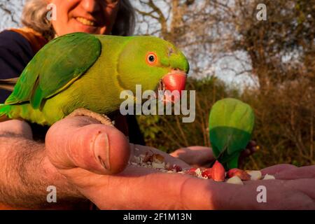 Man feeding parakeets in St James Park - Westminster, London, UK Stock Photo