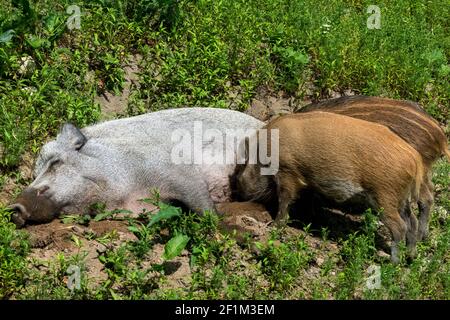Wild Boar piglets Sow suckling piglets. Germany (Sus scrofa). Stock Photo