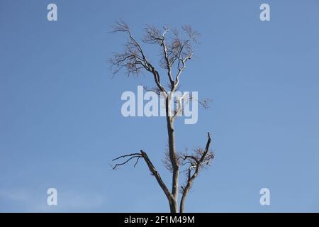 Tree without leaves against a blue background Stock Photo