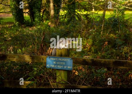 Grey squirrel on fence at Tehidy Country Park, Cornwall, England, UK Stock Photo