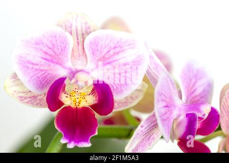 Beautiful purple Phalaenopsis orchid flowers, isolated on dark background. Moth dendrobium orchid. Multiple blossoms. Flower in bloom. Beautiful Stock Photo