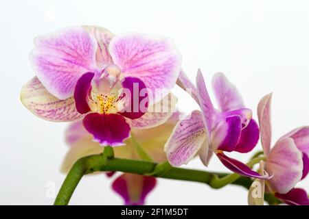 Beautiful purple Phalaenopsis orchid flowers, isolated on dark background. Moth dendrobium orchid. Multiple blossoms. Flower in bloom. Beautiful Stock Photo