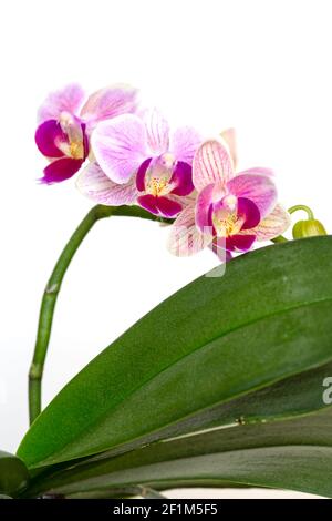 Beautiful purple Phalaenopsis orchid flowers, isolated on dark background. Moth dendrobium orchid. Multiple blossoms. Flower in bloom. Beautiful Stock Photo