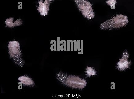 Beautiful flying delicate feathers on a black background, creative layout, soft white feathers floating in the air. Stock Photo