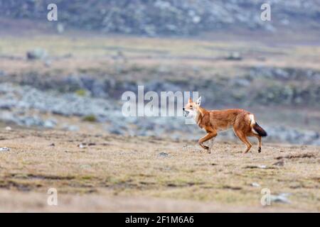 Ethiopian wolf calling Stock Photo