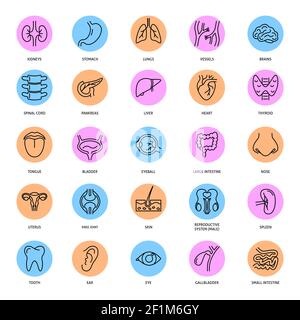 Medical set of human internal organs icons in line style. Anatomy symbols collection. Vector illustration. Stock Vector