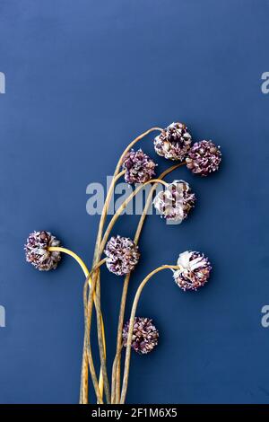 Dried flowers on blue background Stock Photo