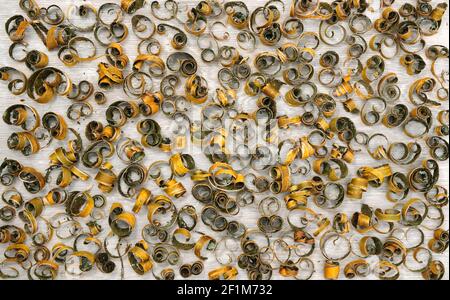 Natural spirals of peeled cherry tree bark scattered on white painted wood background. Stock Photo