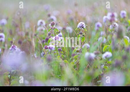 Colorful flowering water mint Stock Photo