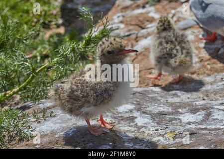 An Arctic Tern chick, Sterna paradisaea, on Inner Farne, in the Farne Islands, near Seahouses, Northumberland, northeast England, Great Britain. Stock Photo