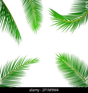 Palm leaves background. Stock Vector