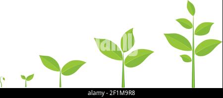 Phases plant growing. Stock Vector