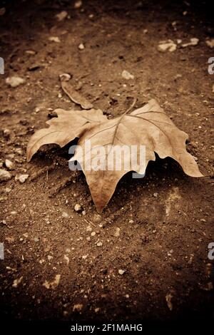 brown fallen Maple leaf on the ground Stock Photo