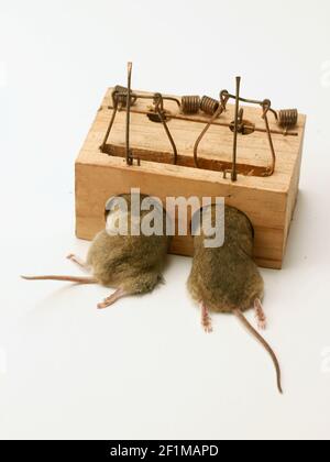 Mousetrap with mice- Stock Photo