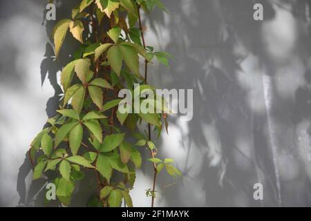 Ivy on a house wall Stock Photo