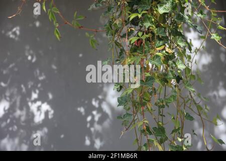 Ivy on a house wall Stock Photo