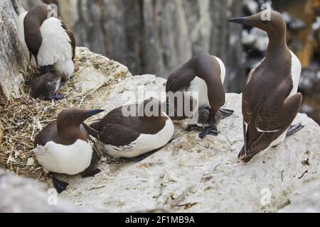 Guillemots, Uria aalge, plus Shags, Razorbills and Kittiwakes, nesting on the cliffs of Inner Farne, in the Farne Islands, Northumberland, England. Stock Photo