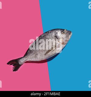 One dorado fish on a bright blue and pink background with hard shadows Stock Photo