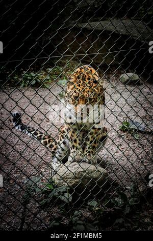 Leopard in zoo Stock Photo