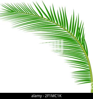 Palm leaves background. Stock Vector