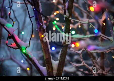 Colorful fairy lights on tree Stock Photo