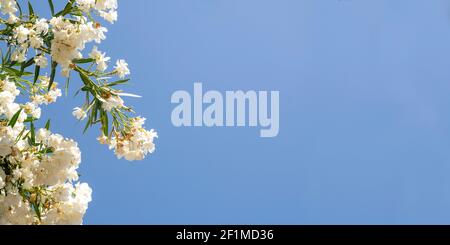 Side view on white Oleander flowers at the left border frame. Blue sky background with large copy space for mothers or valentines day and as birthday Stock Photo