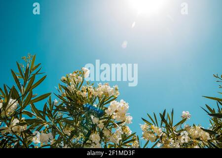 Side view on white Oleander flowers at bottom border frame. Blue sky background with large copy space for mothers or valentines day and as birthday Stock Photo