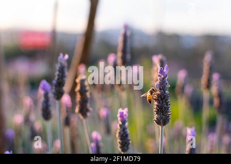Sunset over a field of violet lavender and a bee pollinating Stock Photo