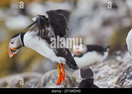 An Atlantic Puffin, Fratercula arctica, coming in to land on Staple Island, in the Farne Islands, Northumberland, northeast England, Great Britain. Stock Photo