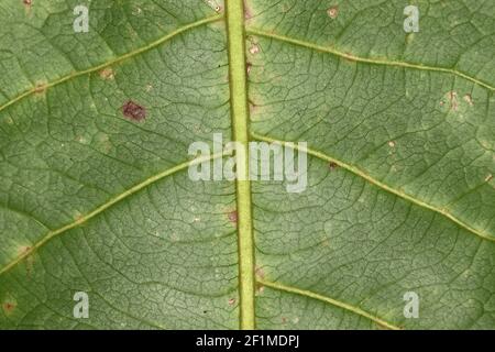 Beautiful striped pattern background of sandalwood green leaf.Beautiful Lined Pattern of Sandal Tree Leaf,Micro Detail Pattern Close-up Photo of Green