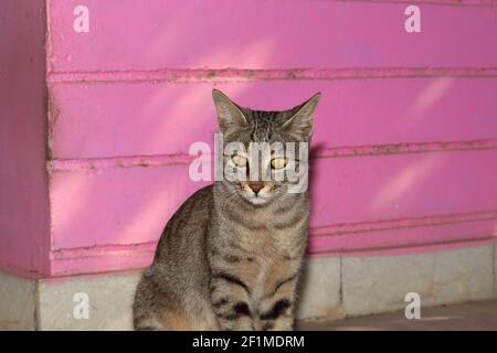 Striped brown cat found in India sitting in the courtyard of the house.Pet cat looking at the camera Stock Photo