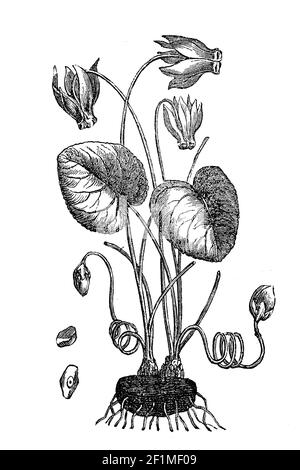 Alpine, European or purple cyclamen, Cyclamen purpurascens  /  Europäisches Alpenveilchen, yclamen purpurascens, auch Wildes Alpenveilchen, Illustration aus 1890, Historisch, historical, digital improved reproduction of an original from the 19th century / digitale Reproduktion einer Originalvorlage aus dem 19. Jahrhundert, Stock Photo