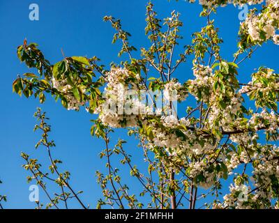 Blooming wild cherry tree white flowers (Prunus avium) on a twig against the blue sky Stock Photo