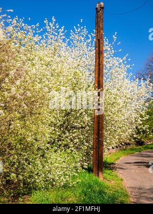 Old wooden telegraph pole on the side of the road with flowering wild cherry trees. Stock Photo