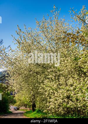 Flowering Cherry trees - Prunus avium - on the side of the road. Stock Photo