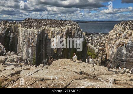 Guillemots, Uria aalge, nesting on the cliffs of Staple Island, the Farne Islands, Northumberland, Great Britain. Stock Photo