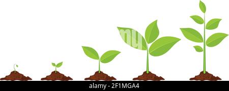 Phases plant growing. Stock Vector