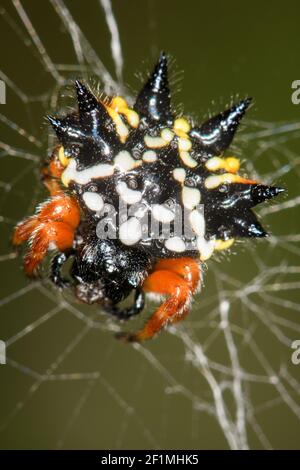 Australian Jewel Spider on web. Stock Photo