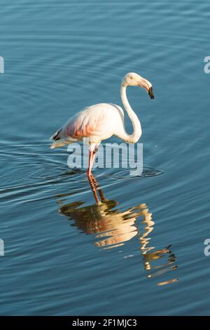 Greater flamingo (Phoenicopterus roseus) with its reflection in the calm water with ripples in the wild in Cape Town, Western Cape, South Africa Stock Photo
