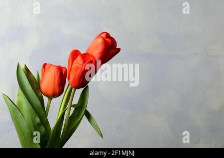 A bouquet of three red tulips on an abstract gray-yellow background. Selective focus. Stock Photo